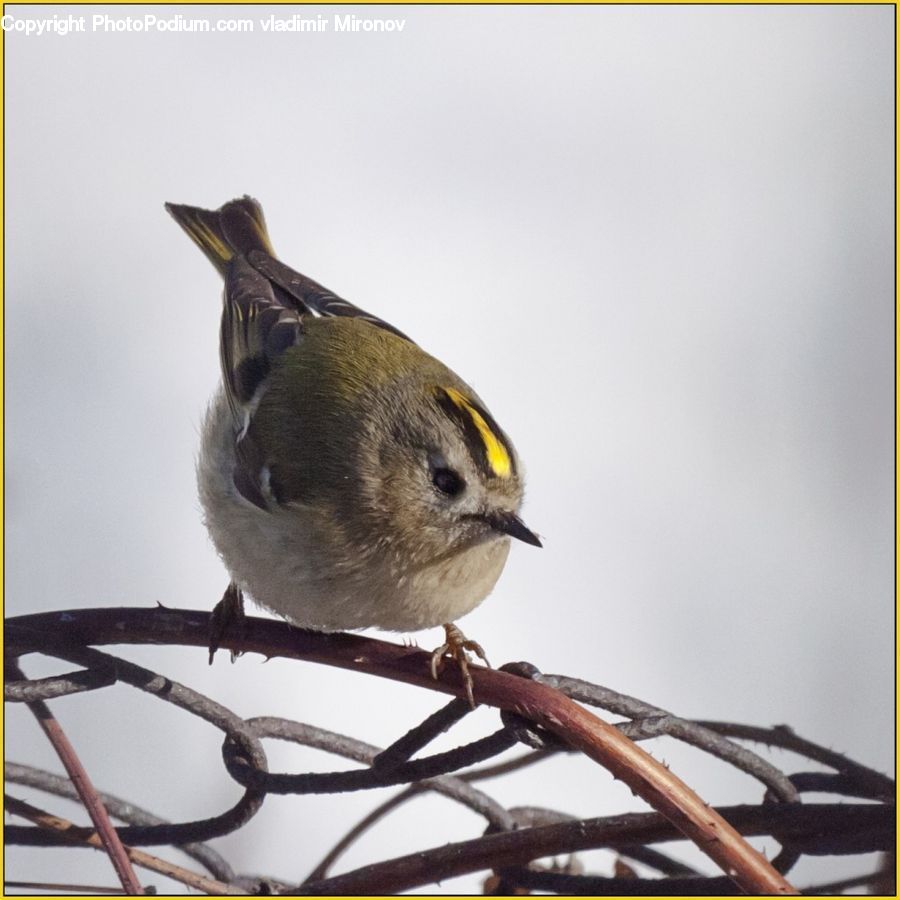 Bird, Wren, Finch, Sparrow