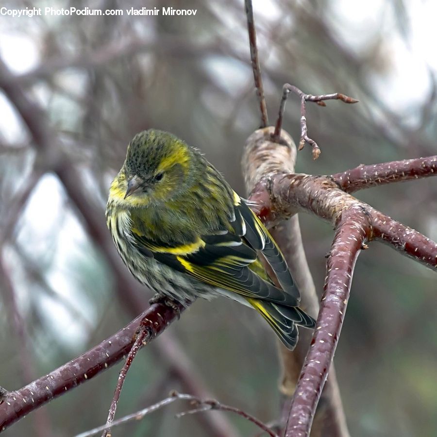 Bird, Finch, Canary, Bee Eater, Finger, Hand