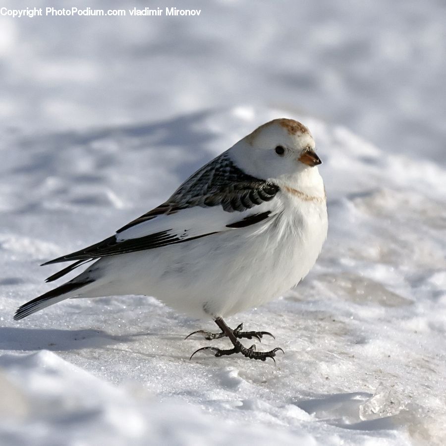 Bird, Beak