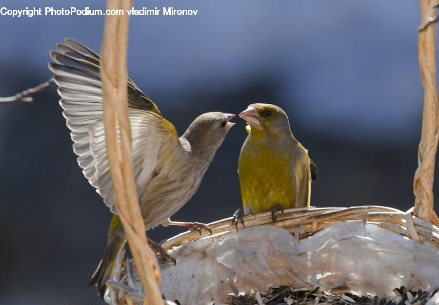 Bird, Canary, Finch, Head, Portrait, Ardeidae, Beak