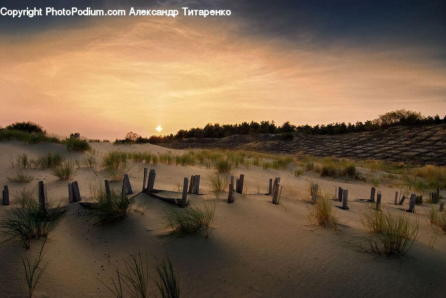 Plant, Potted Plant, Flood, Outdoors, Sand, Soil, Beach