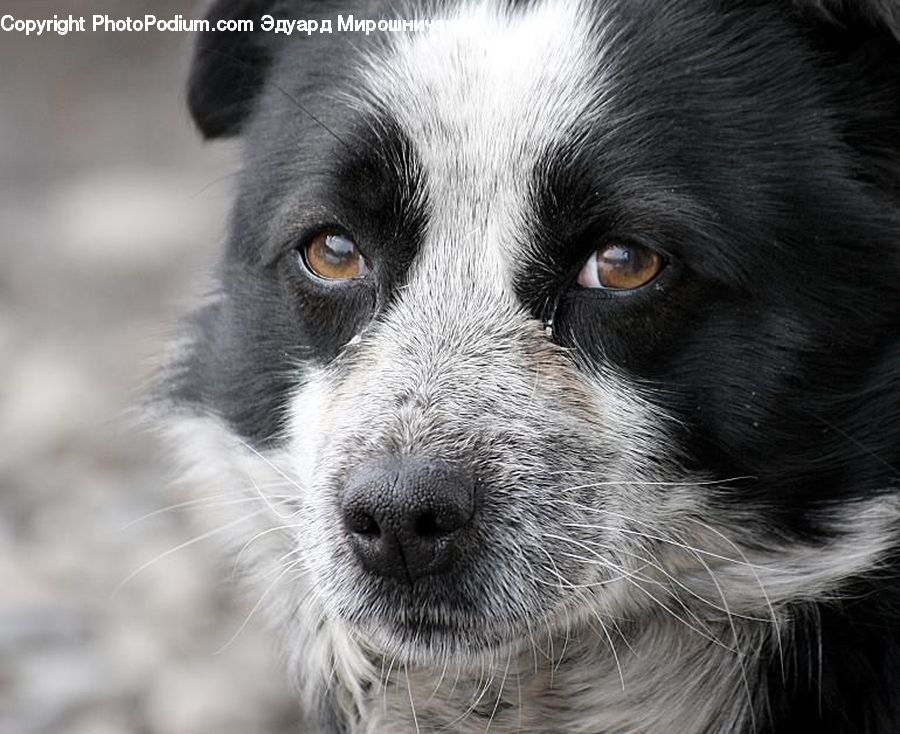 Animal, Canine, Collie, Dog, Mammal, Pet, Cocker Spaniel