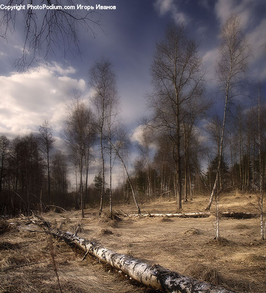 Birch, Tree, Wood, Dirt Road, Gravel, Road, Boardwalk