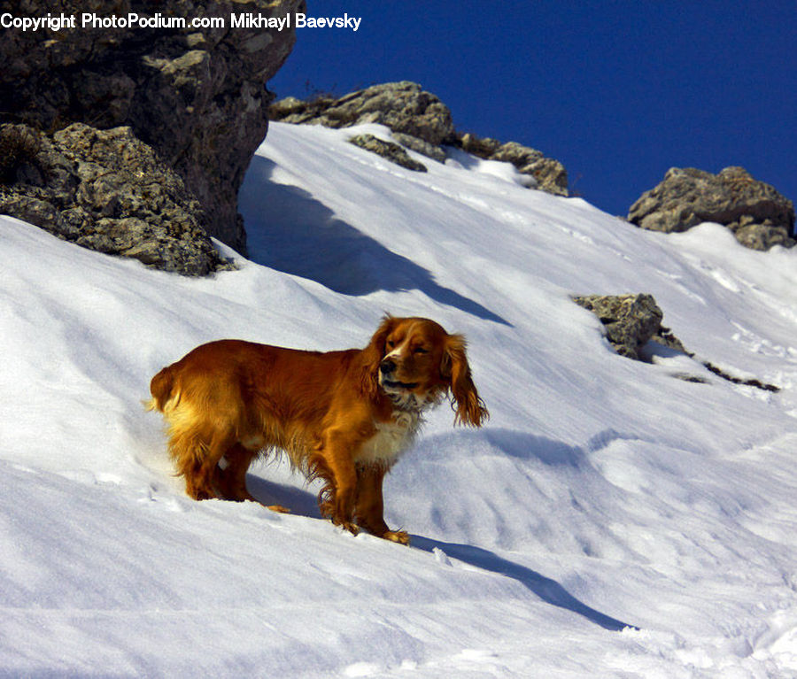 Animal, Canine, Dog, Golden Retriever, Mammal, Pet, Cocker Spaniel