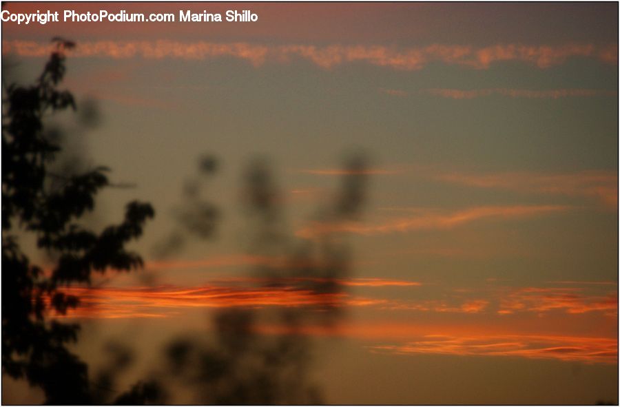 Plant, Potted Plant, Dawn, Dusk, Red Sky, Sky, Sunrise