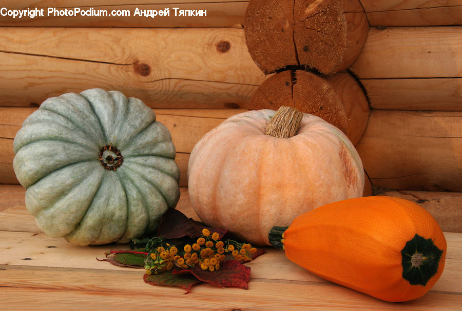 Plant, Potted Plant, Blossom, Flora, Flower, Poppy, Pumpkin