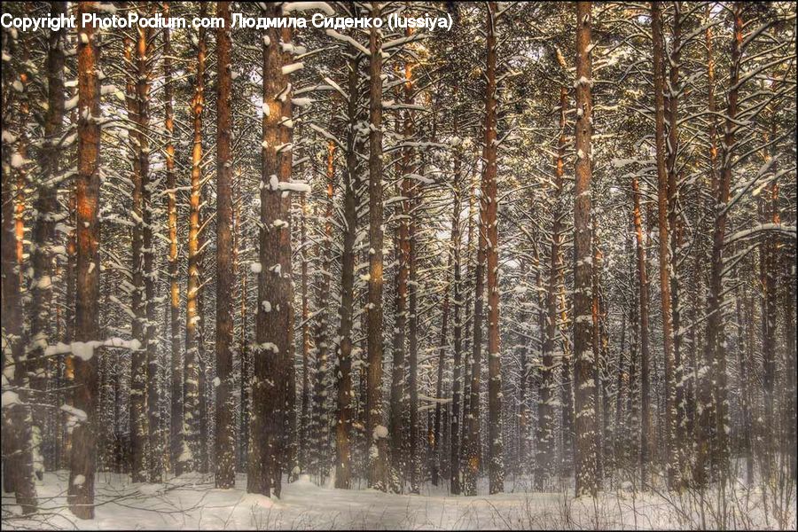 Forest, Vegetation, Birch, Tree, Wood, Grove, Land