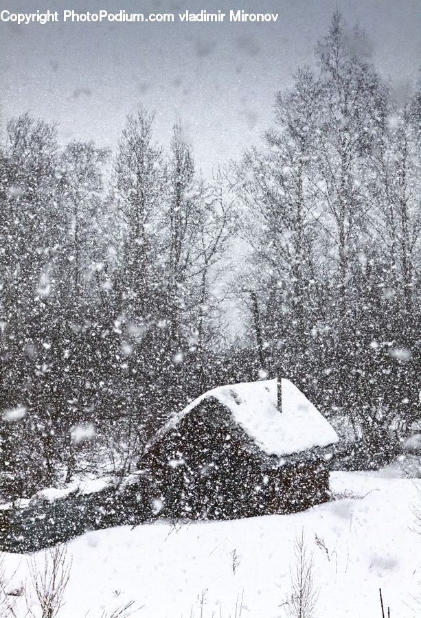 Ice, Outdoors, Snow, Asphalt, Tarmac, Forest, Vegetation