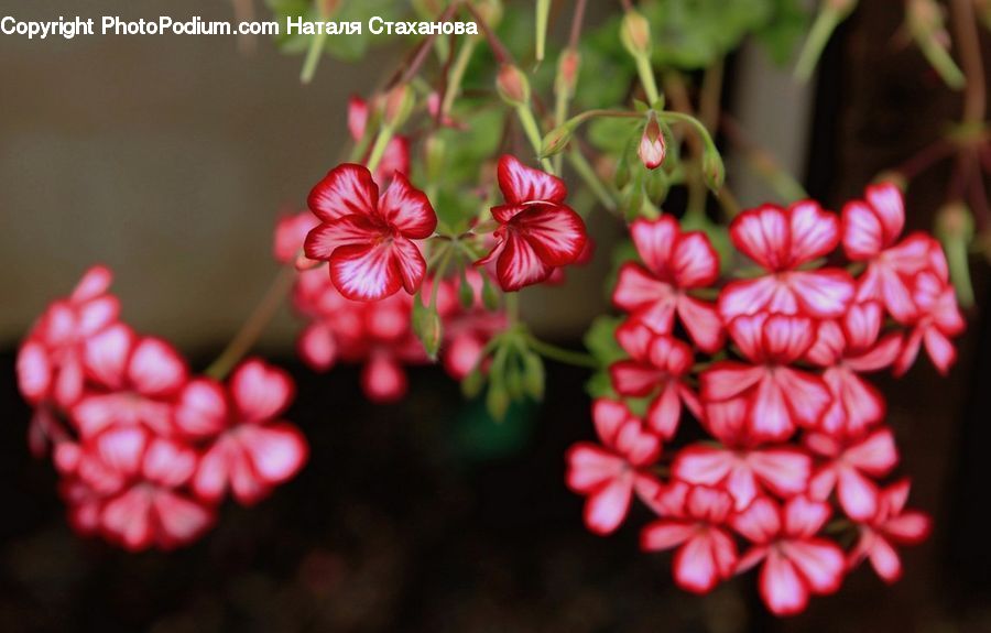 Blossom, Flora, Flower, Geranium, Plant, Lilac, Dahlia