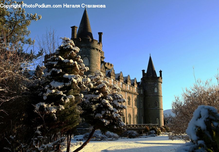 Architecture, Castle, Fort, Conifer, Fir, Plant, Tree