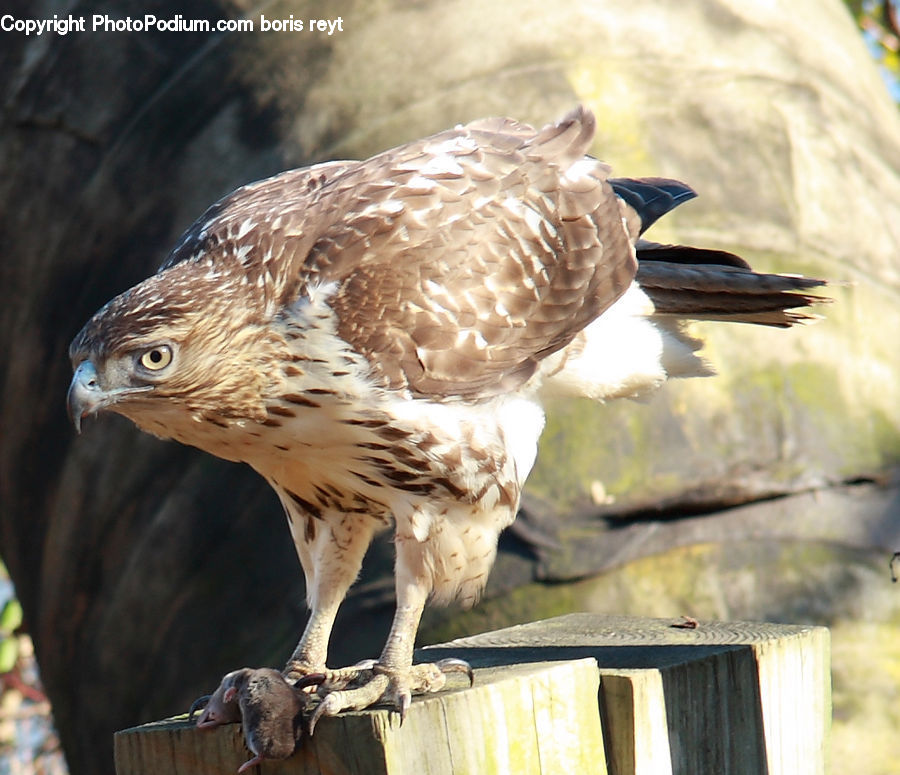 Bird, Buzzard, Harrier, Hawk, Vulture