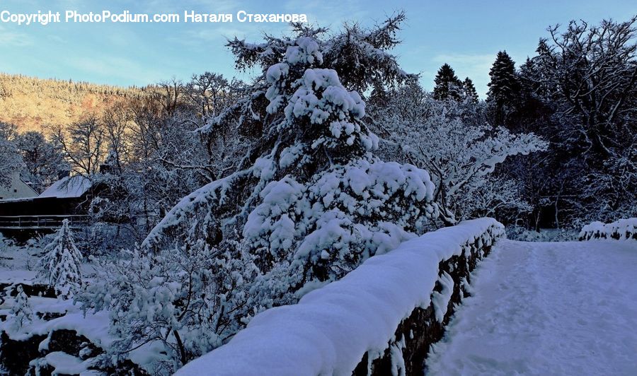 Ice, Outdoors, Snow, Conifer, Fir, Plant, Tree