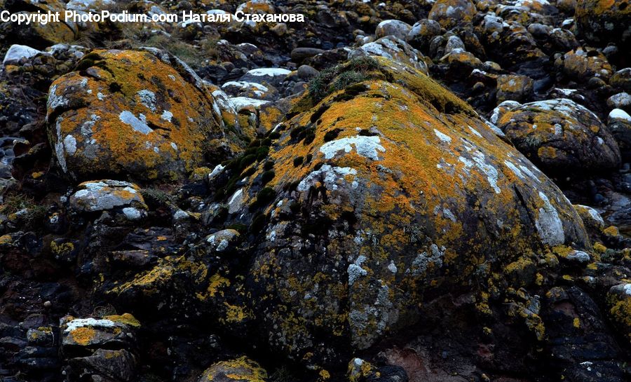 Rock, Creek, Outdoors, River, Water, Seaweed, Soil