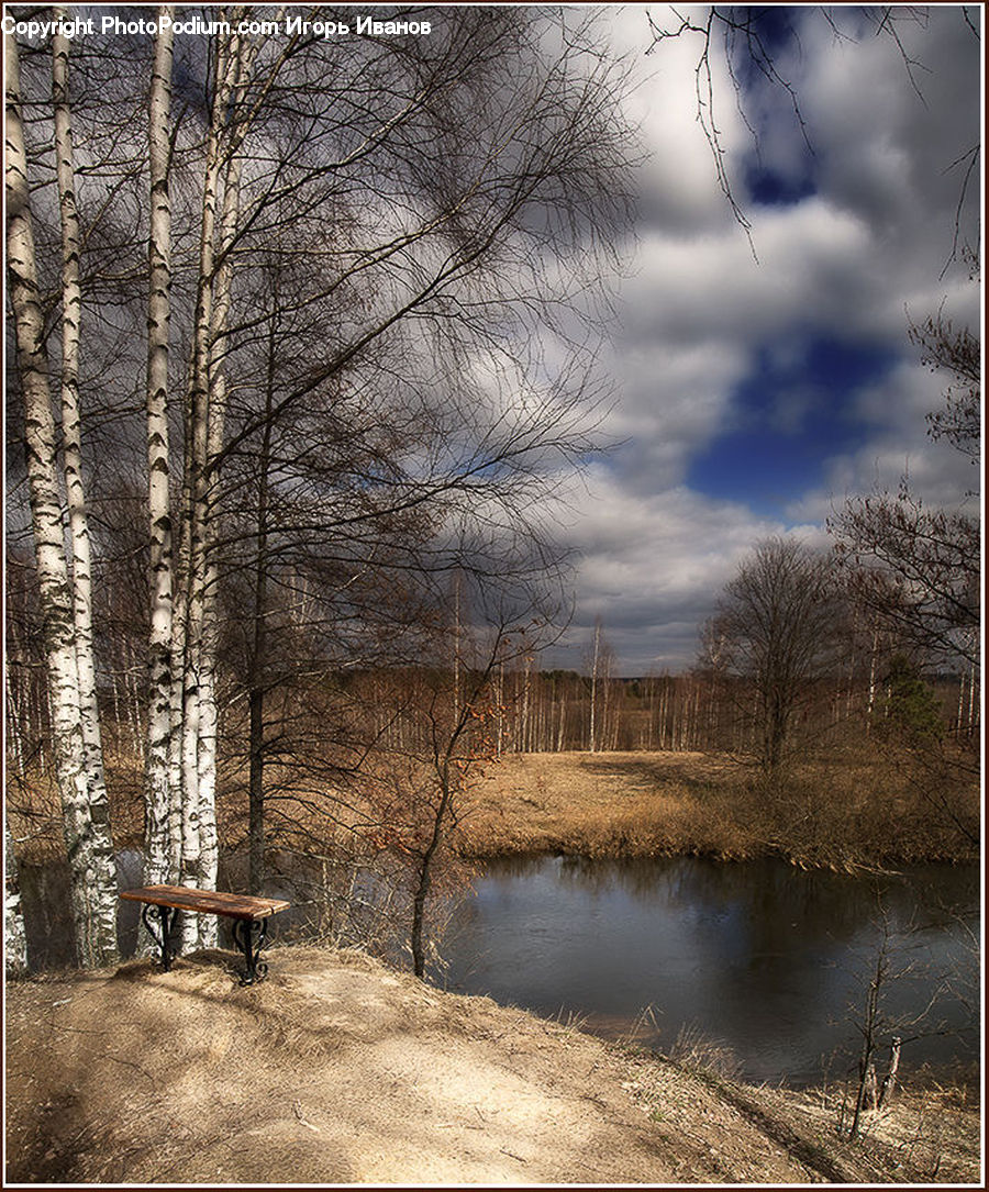 Birch, Tree, Wood, Flood, Field, Grass, Grassland