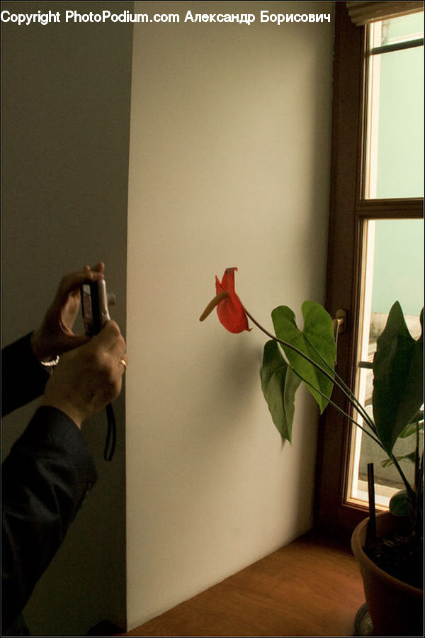 Plant, Potted Plant, People, Person, Human, Flower Arrangement, Ikebana
