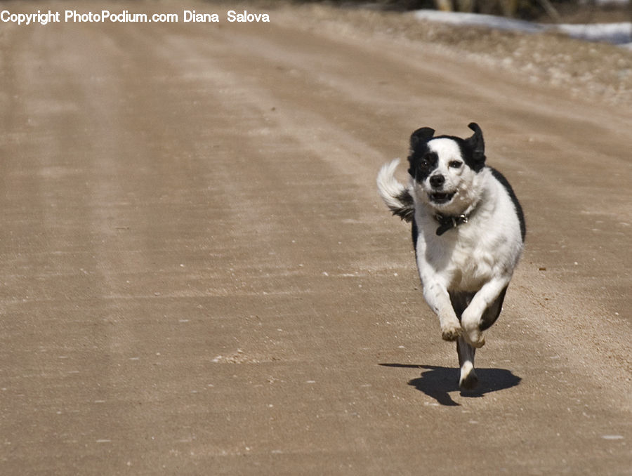 Animal, Canine, Collie, Dog, Mammal, Pet, Pug
