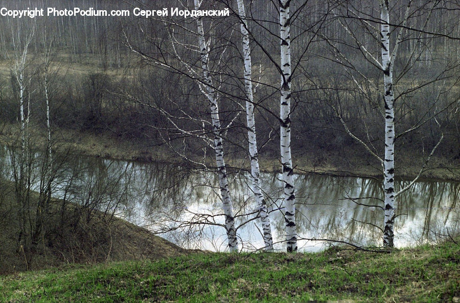 Birch, Tree, Wood, Forest, Vegetation, Grove, Land