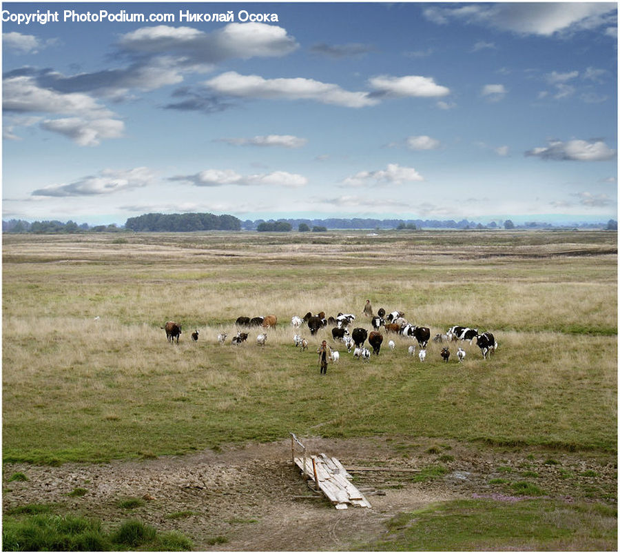 Field, Grass, Grassland, Land, Outdoors, Countryside, Meadow