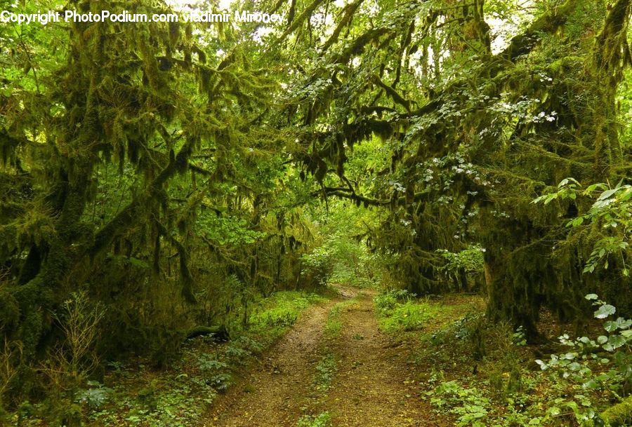 Dirt Road, Gravel, Road, Forest, Jungle, Rainforest, Vegetation