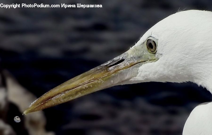 Beak, Bird, Astronomy, Booby, Ardeidae, Crane Bird, Heron