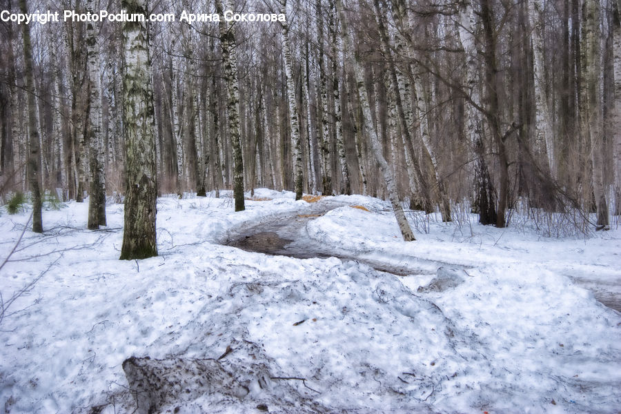 Forest, Vegetation, Grove, Land, Ice, Outdoors, Snow