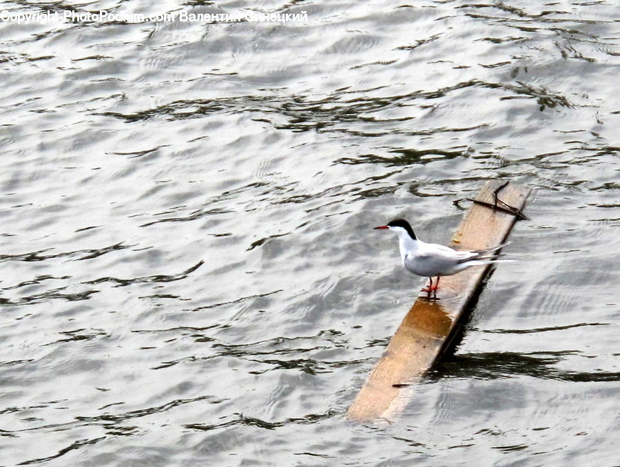 Bird, Seagull, Goose, Waterfowl, Duck, Teal, Beak