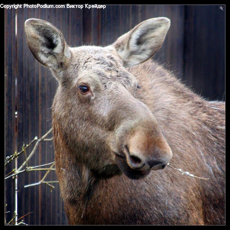 Animal, Deer, Mammal, Wildlife, Elk, Moose, Angus