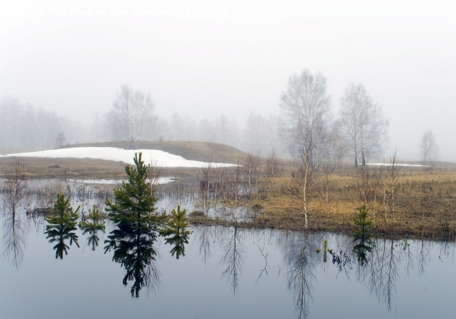 Conifer, Fir, Pine, Plant, Spruce, Tree, Outdoors