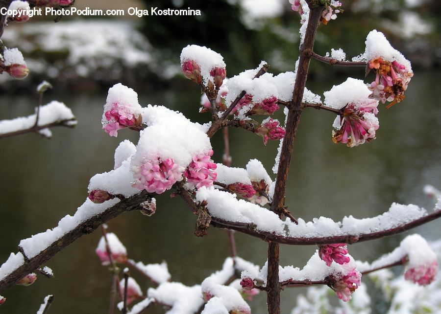 Blossom, Flora, Flower, Plant, Cherry Blossom, Potted Plant, Frost