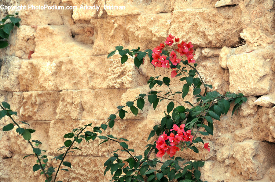Ivy, Plant, Vine, Blossom, Flora, Flower, Geranium