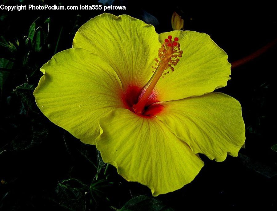 Flora, Flower, Hibiscus, Plant, Poppy, Acanthaceae, Annonaceae