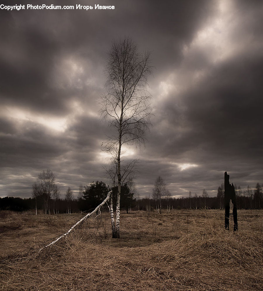 Birch, Tree, Wood, Forest, Grove, Land, Dirt Road