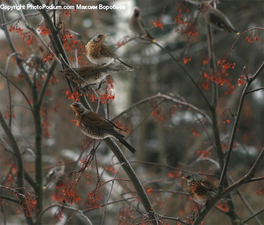 Bird, Sparrow, Finch, Blackbird, Anthus, Wren, Robin