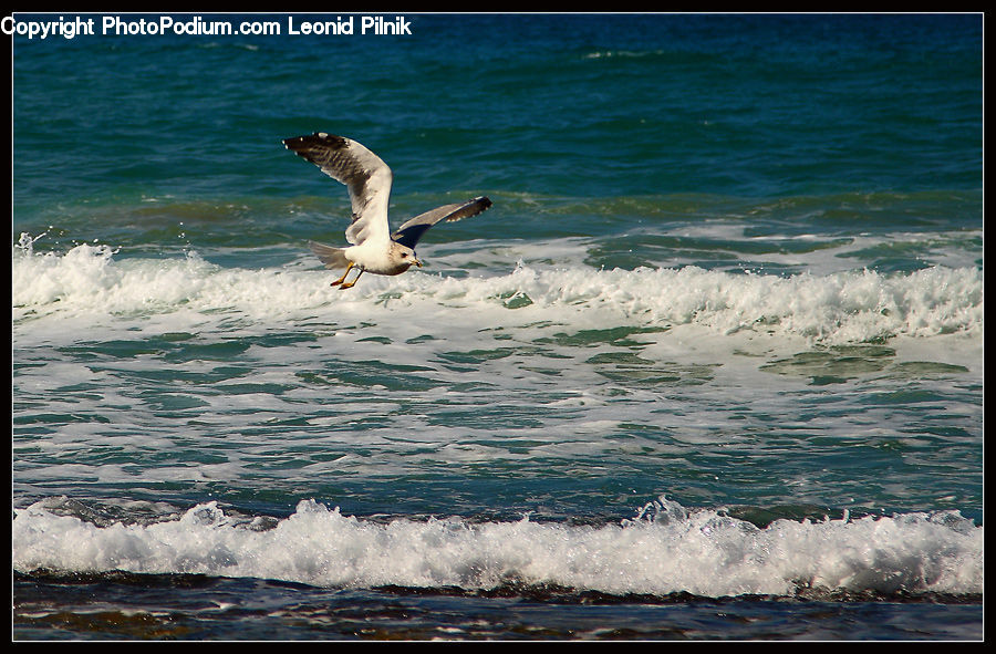 Bird, Seagull, Albatross, Booby, Ocean, Outdoors, Sea