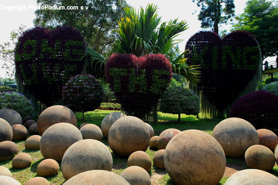 Pot, Pottery, Conifer, Fir, Plant, Tree, Garden