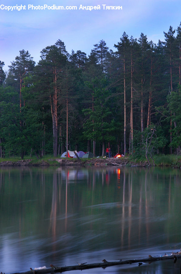 Camping, Conifer, Fir, Plant, Tree, Land, Marsh