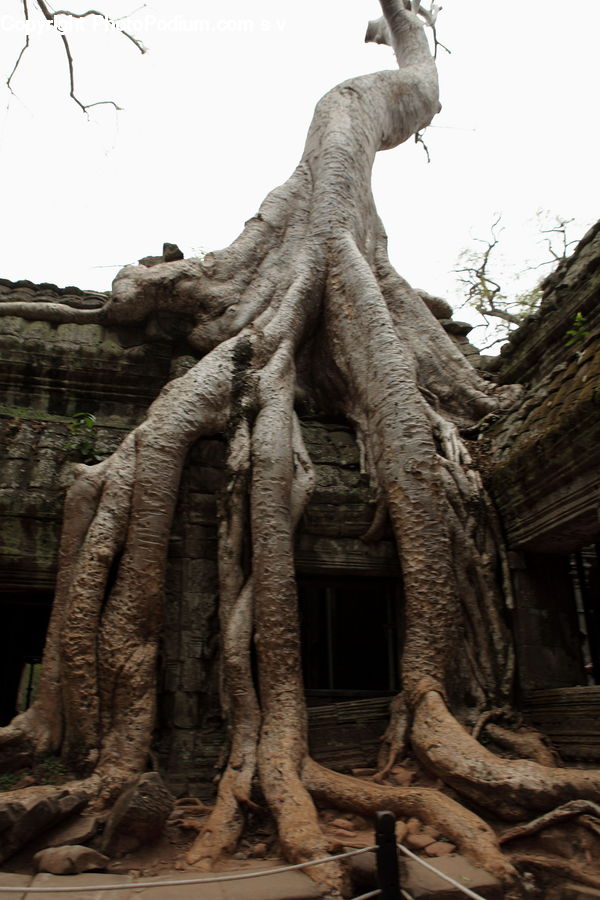 Root, Crypt, Tomb, Ruins