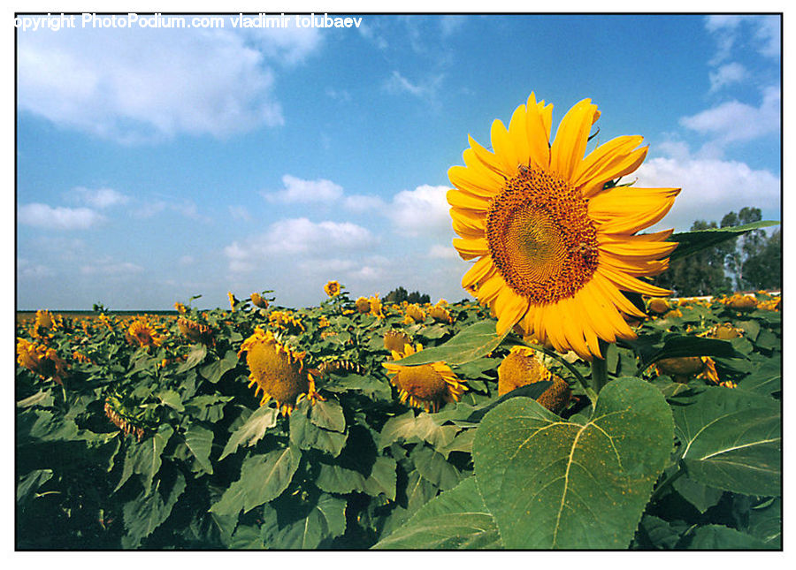 Blossom, Flora, Flower, Plant, Sunflower, Leaf, Art