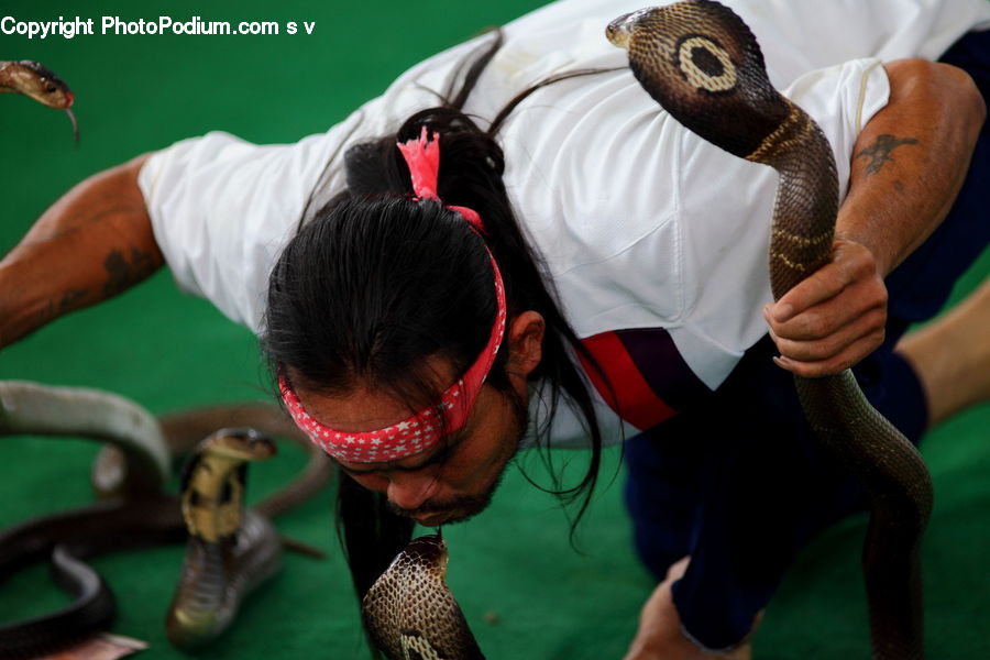 People, Person, Human, Cobra, Reptile, Snake, Baseball