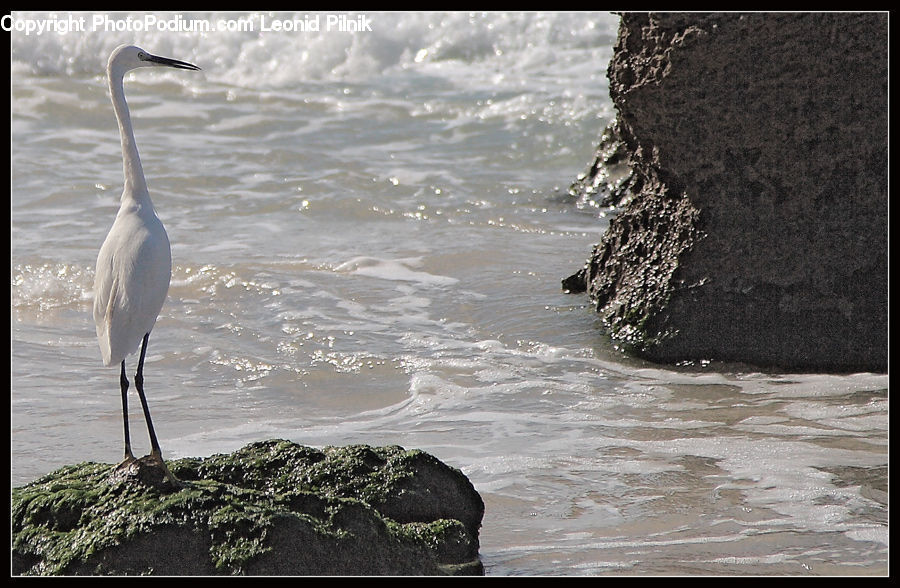 Ardeidae, Bird, Outdoors, Sea, Water, Coast, Rock