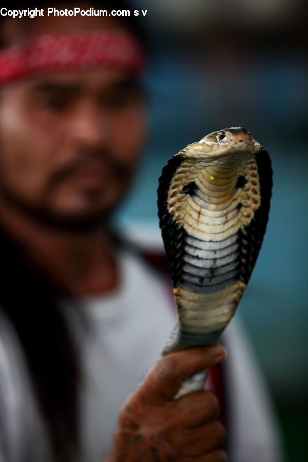 Cobra, Reptile, Snake, People, Person, Human