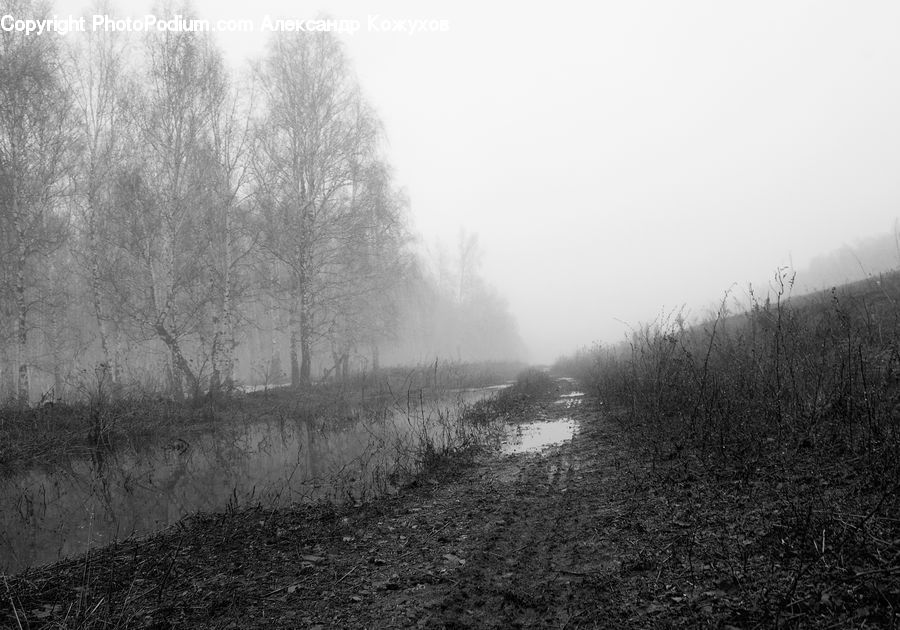 Countryside, Outdoors, Frost, Ice, Snow, Forest, Grove