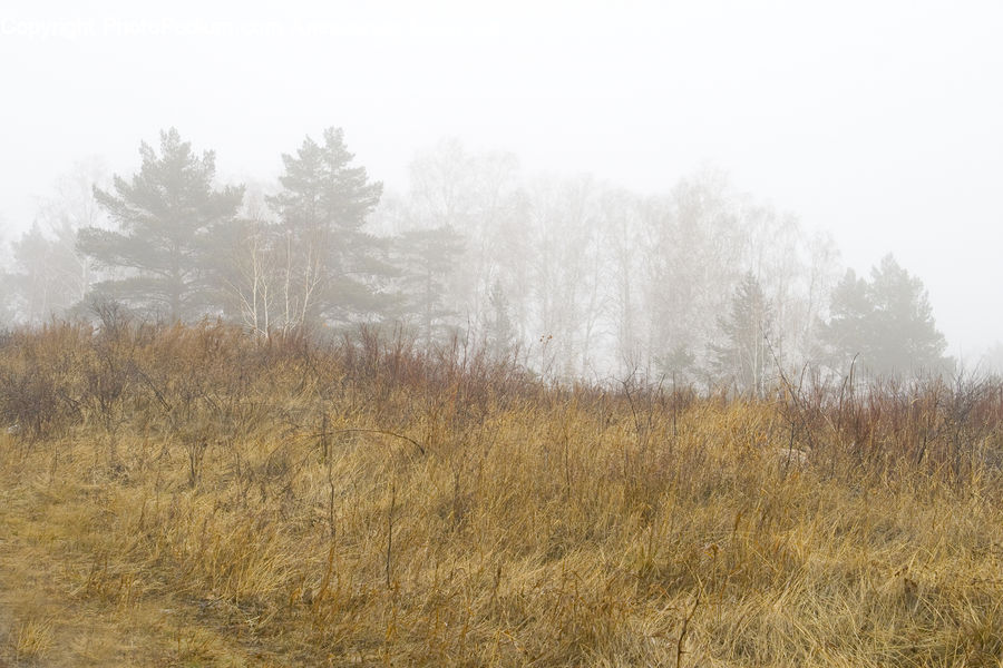 Field, Grass, Grassland, Plant, Fog, Mist, Outdoors