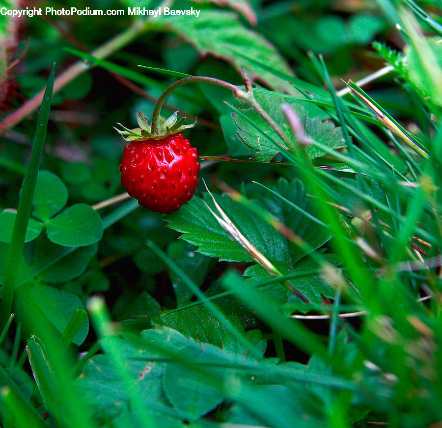 Fruit, Raspberry, Strawberry, Cherry, Conifer, Fir, Plant