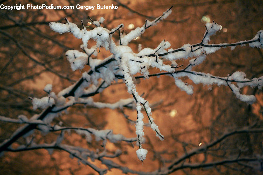 Birch, Tree, Wood, Blossom, Flora, Flower, Plant