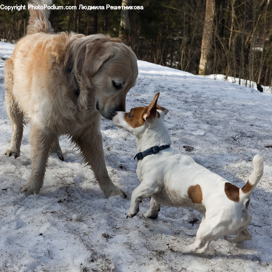 Animal, Canine, Dog, Labrador Retriever, Mammal, Pet, Golden Retriever