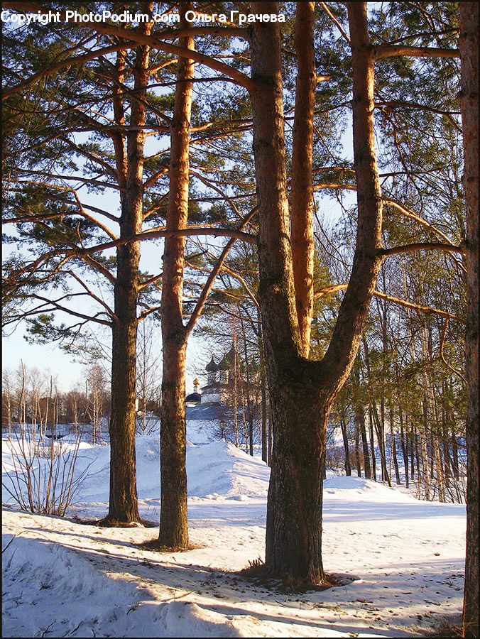 Conifer, Fir, Plant, Tree, Forest, Vegetation, Birch