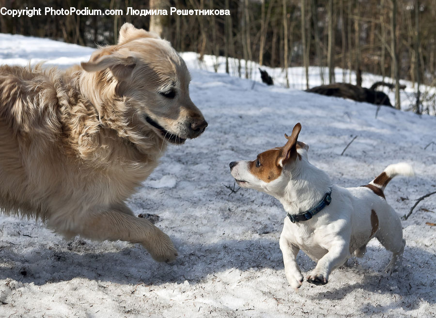 Animal, Canine, Dog, Golden Retriever, Mammal, Pet, Beagle