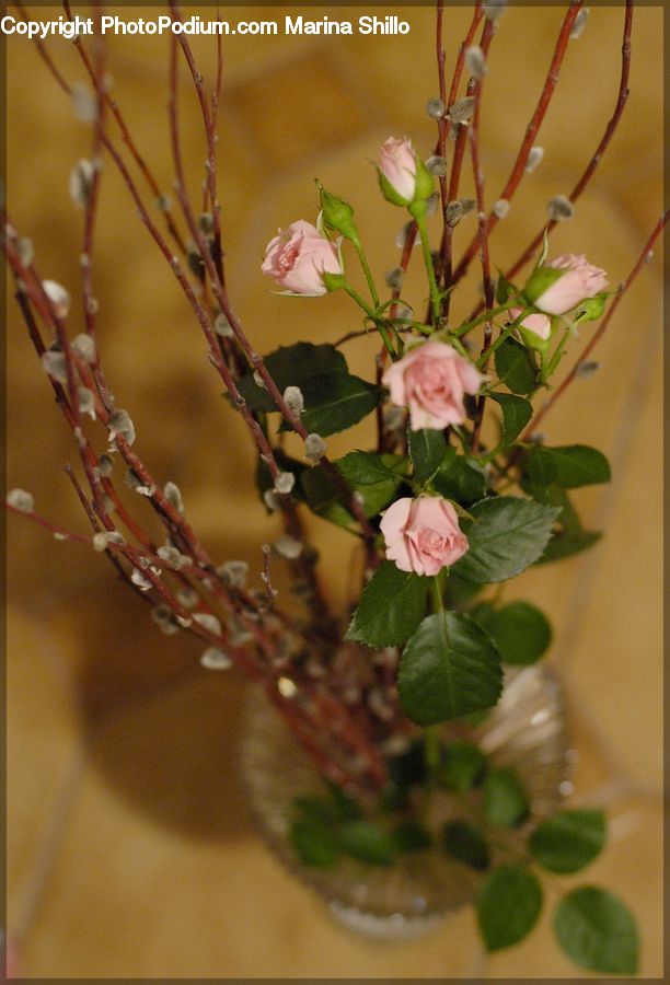 Plant, Potted Plant, Floral Design, Flower, Flower Arrangement, Flower Bouquet, Ikebana