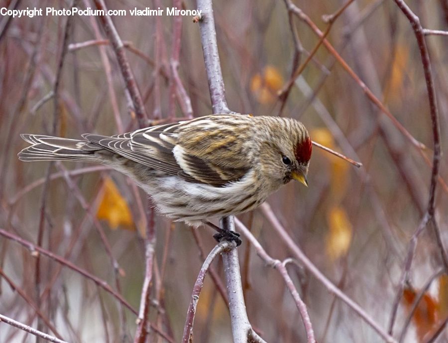 Bird, Sparrow, Finch, Beak, Anthus, Wren, Field